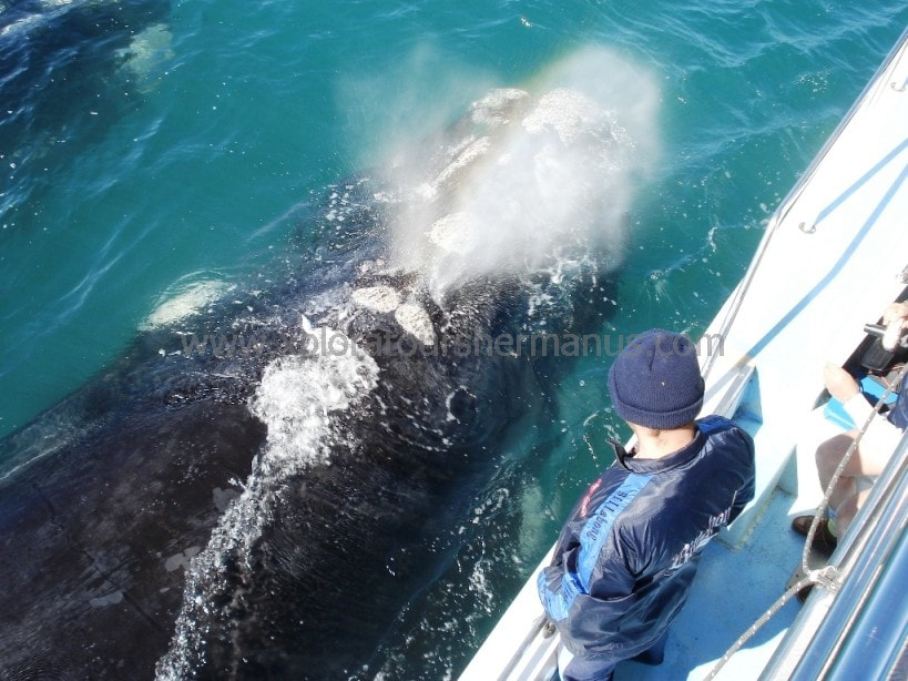 Whale watching boat trips Hermanus South Africa