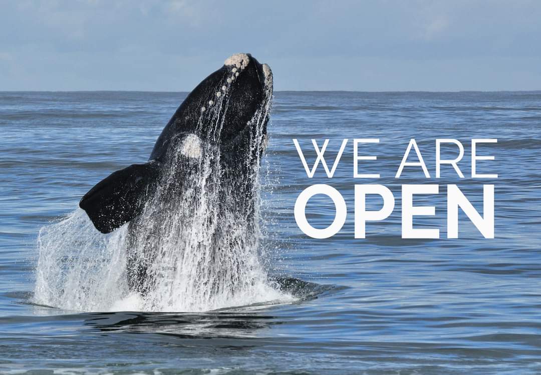 Whale watching season in Hermanus is OPEN - for boats, helicopters and land-based whale watching - please click the photo above - www.whalehermanus.com